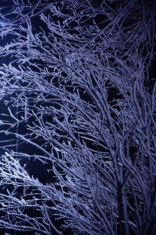 濮阳2012初雪拾遗