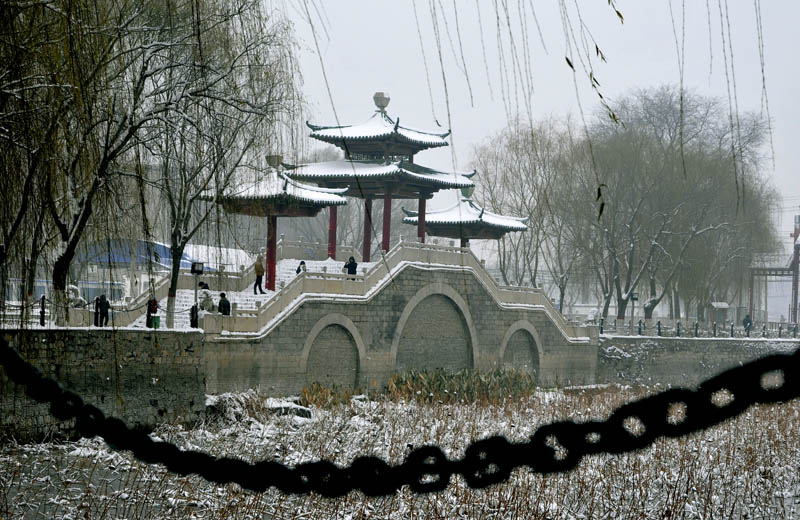 雪中“新蕾”