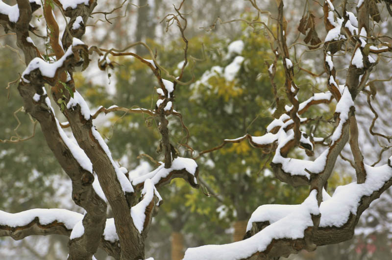 雪中“新蕾”