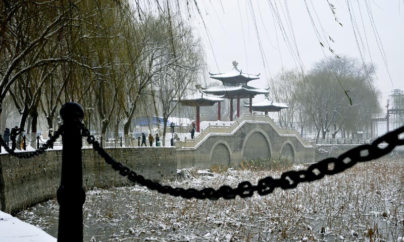 雪中“新蕾”