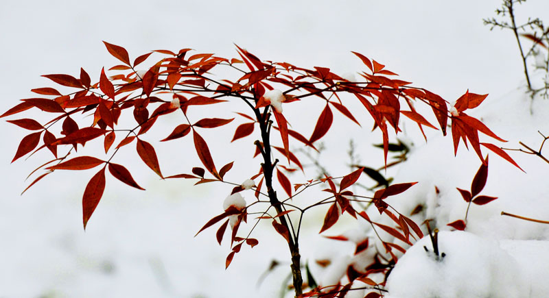 雪中“新蕾”