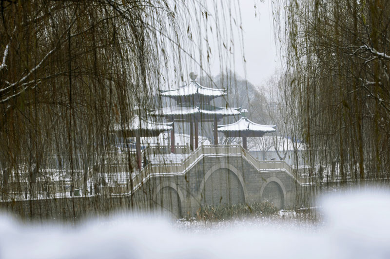 雪中“新蕾”