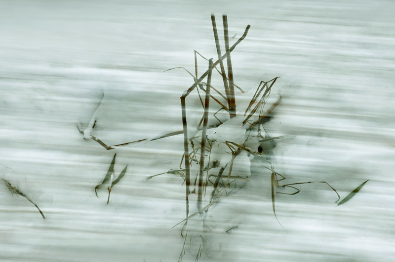 雪中“新蕾”