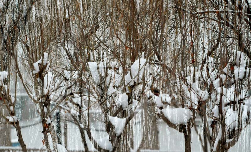 雪中“新蕾”