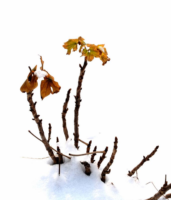 濮上园雪景拾零