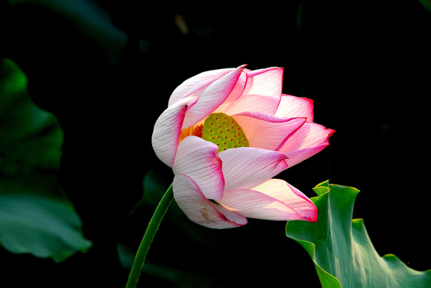 荷花