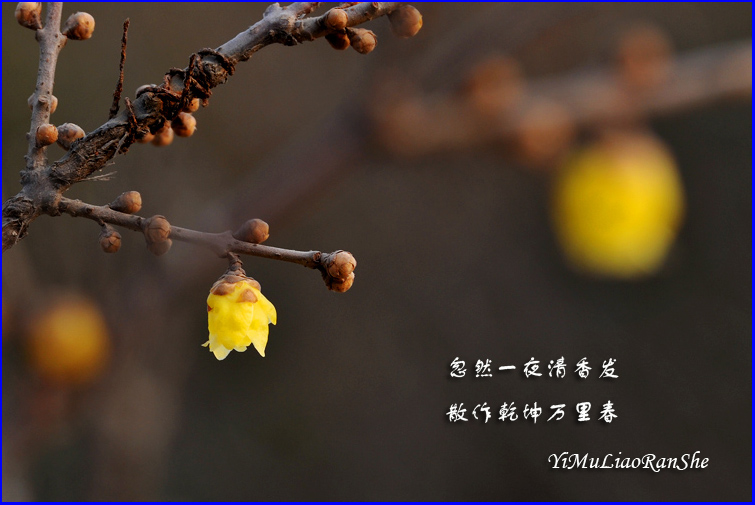 为有暗香来