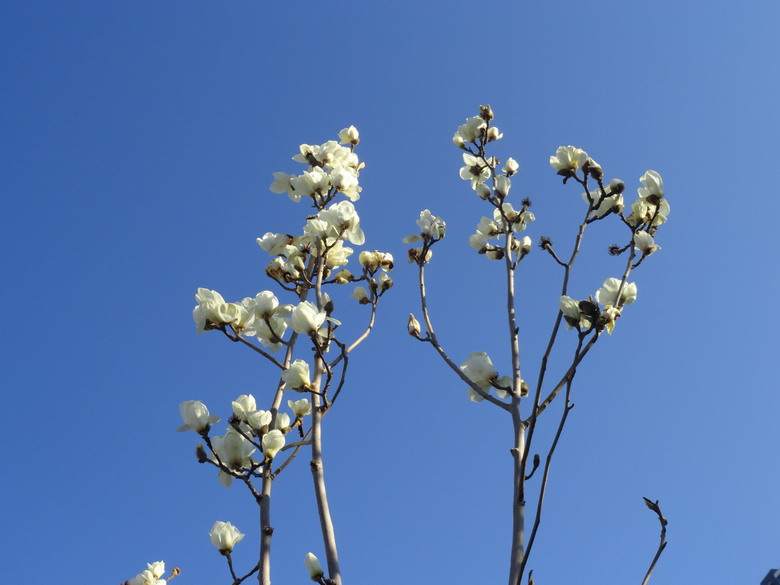 玉兰花