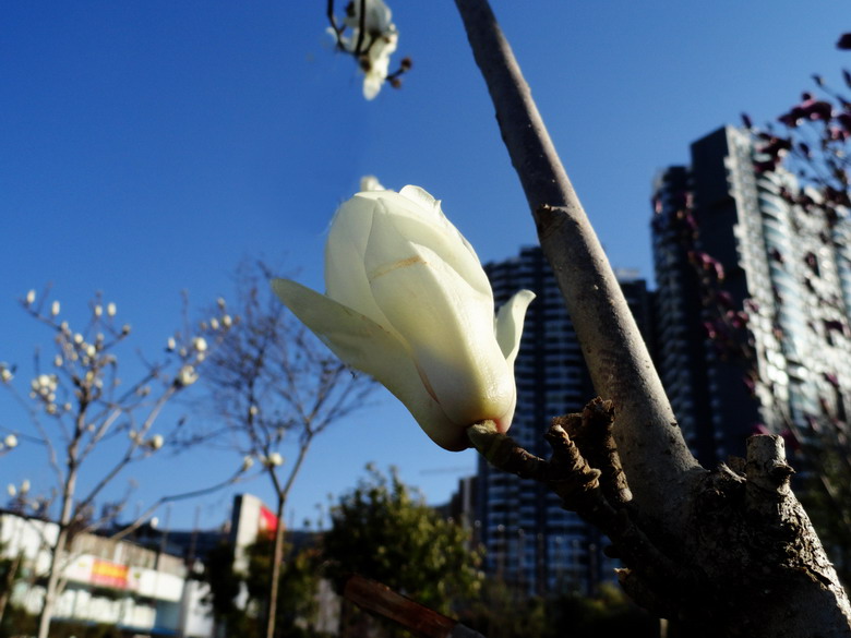 玉兰花
