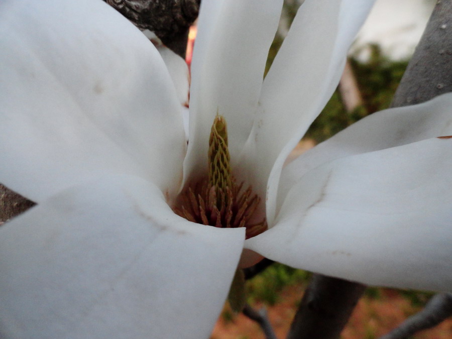 玉兰花