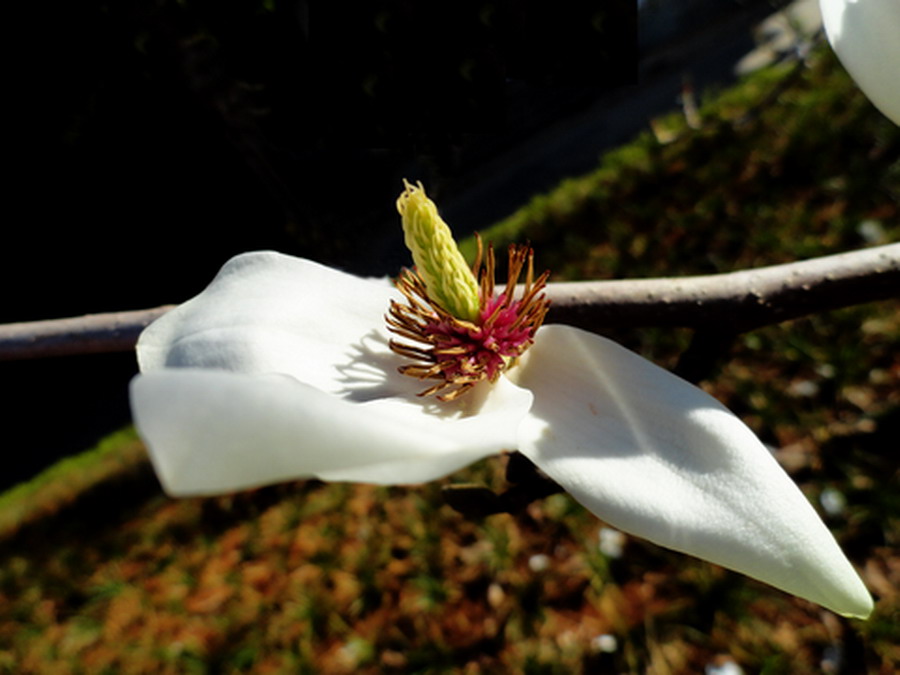 玉兰花
