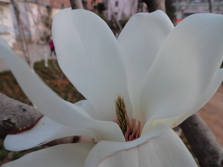 玉兰花