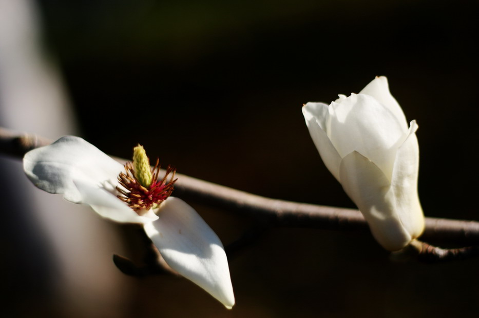 玉兰花