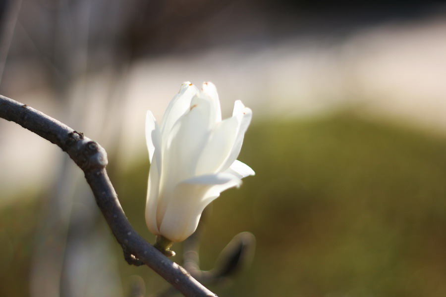 玉兰花