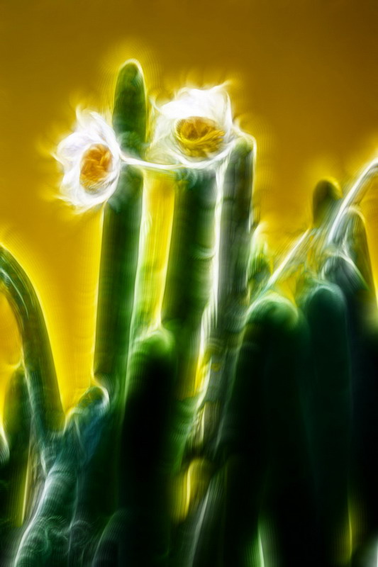 [原创]我拍水仙花