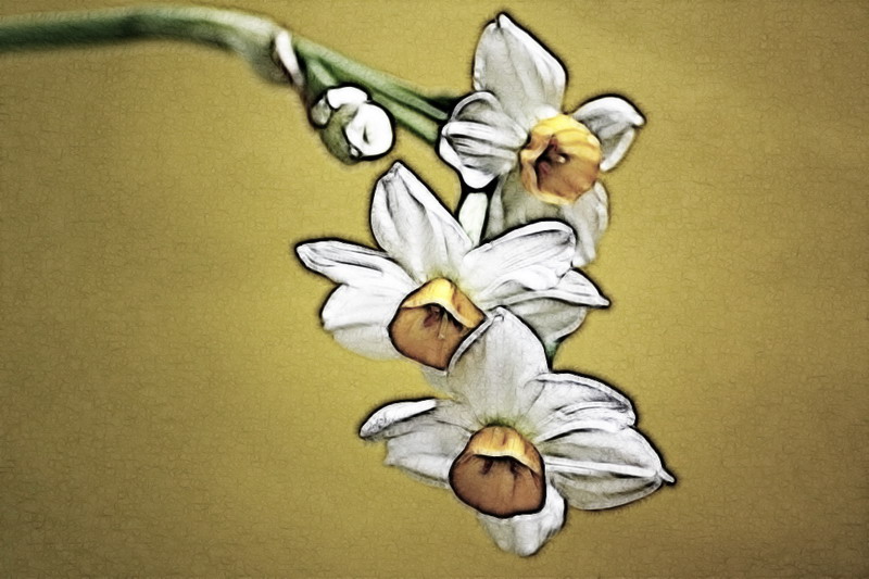 [原创]我拍水仙花