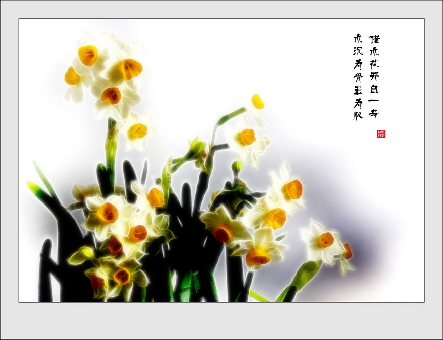 [原创]我拍水仙花...续