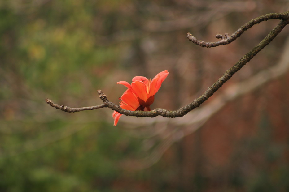 红河谷.木棉花