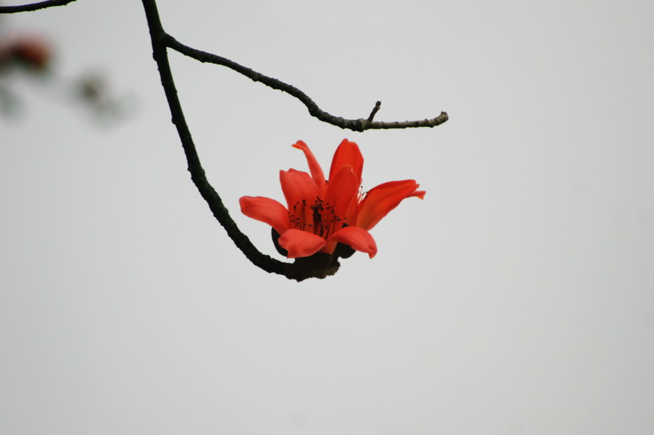 红河谷.木棉花