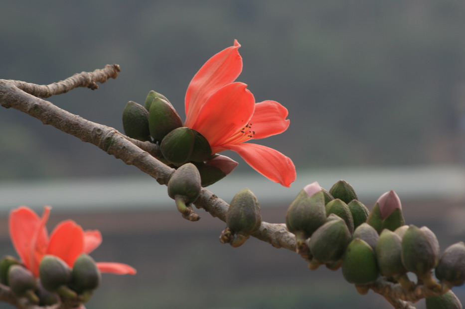 红河谷.木棉花
