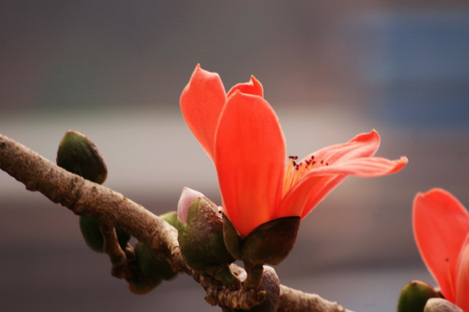 红河谷.木棉花