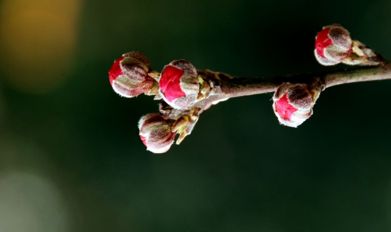 花恋
