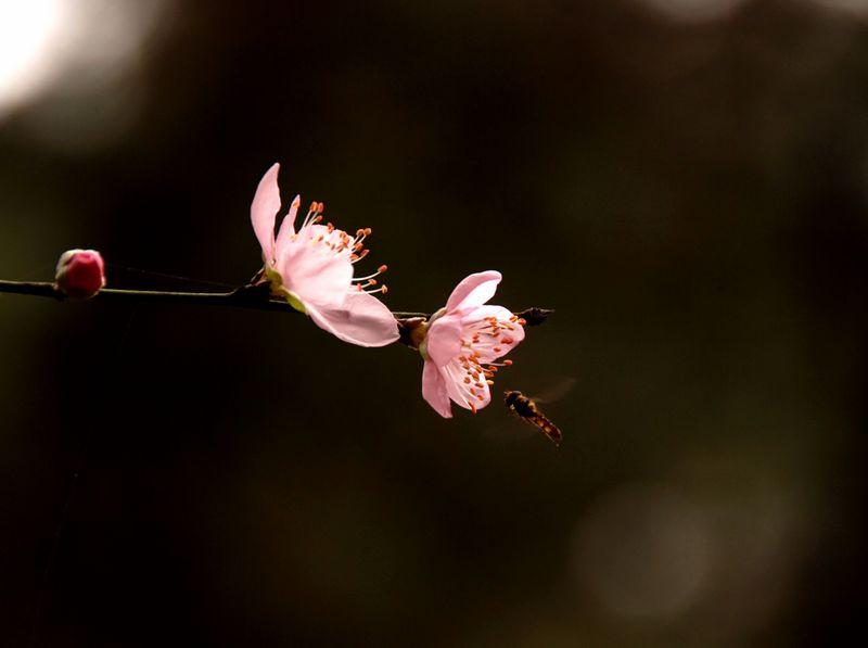花恋