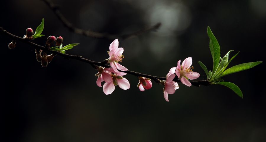 花恋