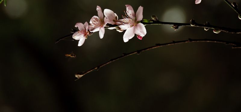 花恋