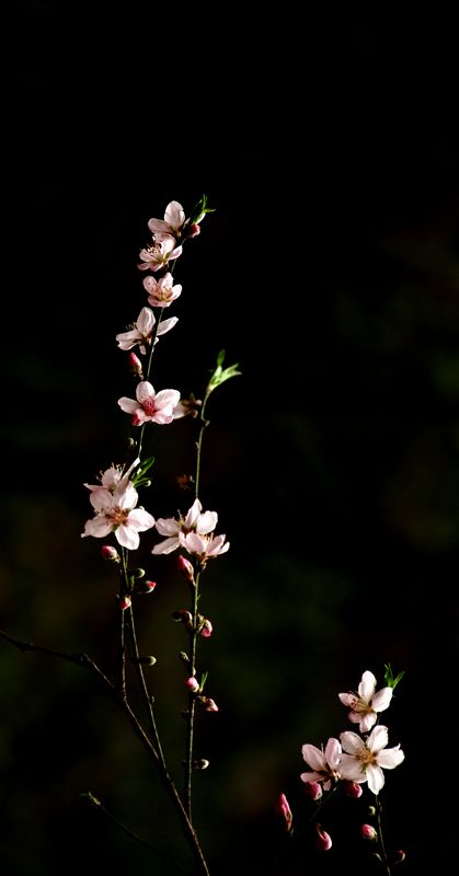 花恋