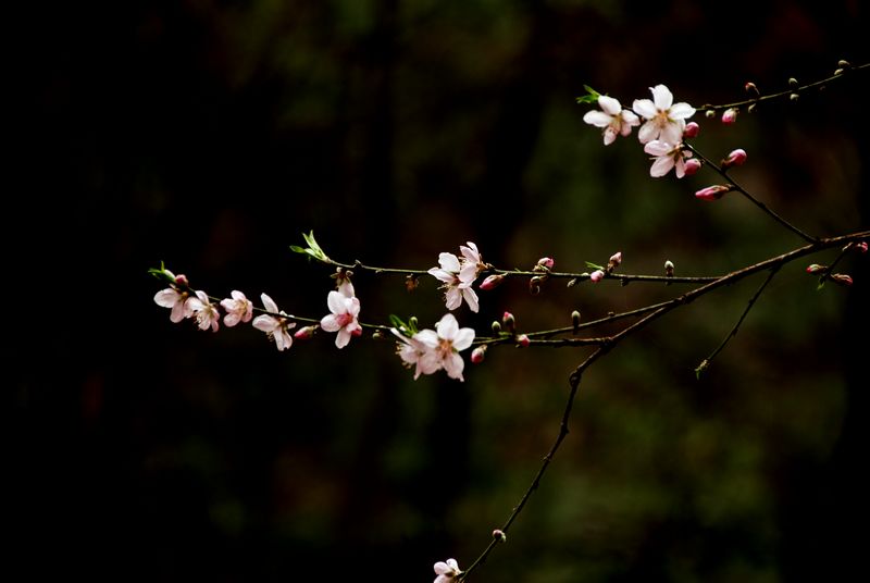 花恋