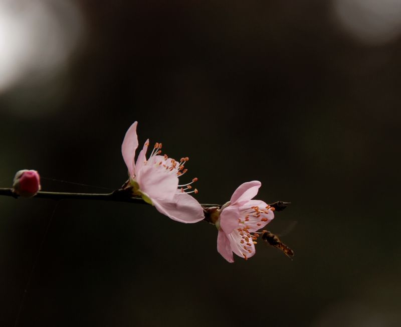 花恋
