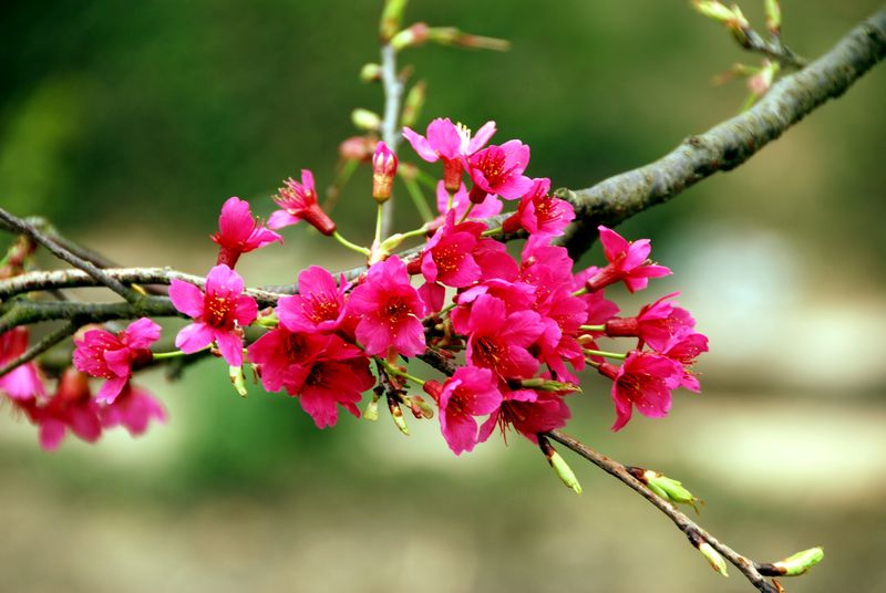 花恋