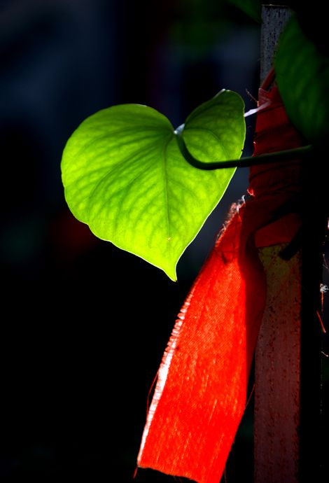 花恋