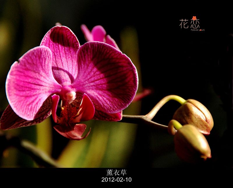 花恋