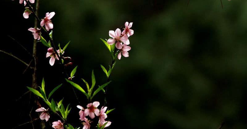 花恋