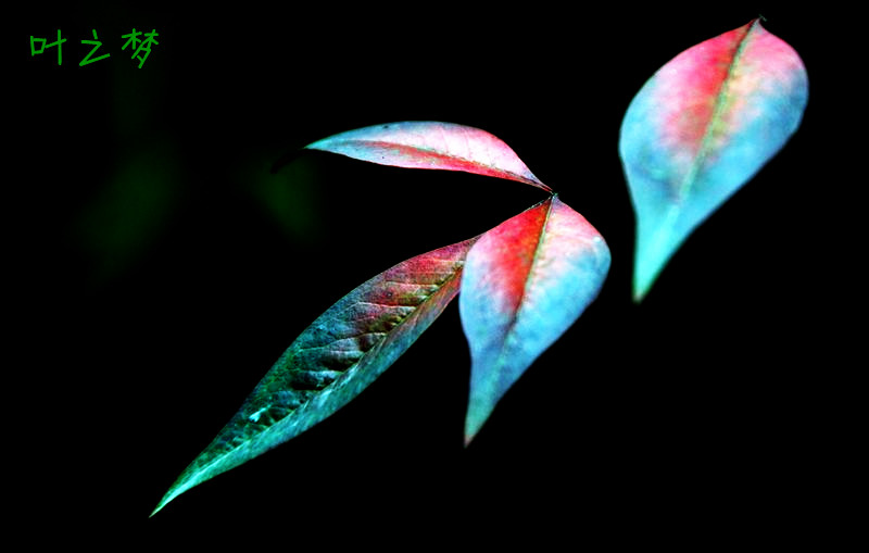 花恋