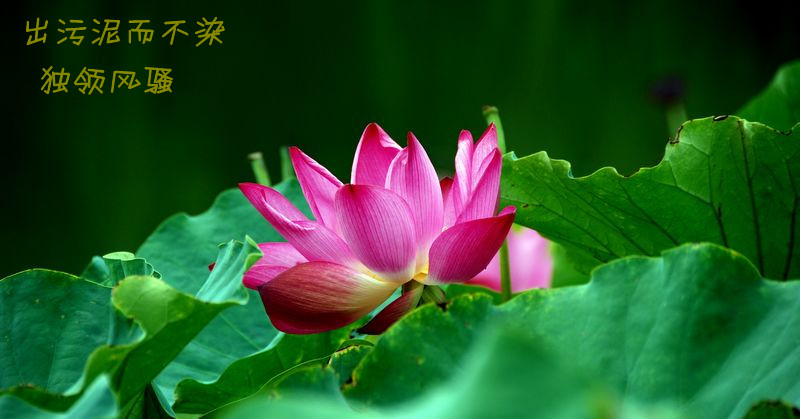 花恋
