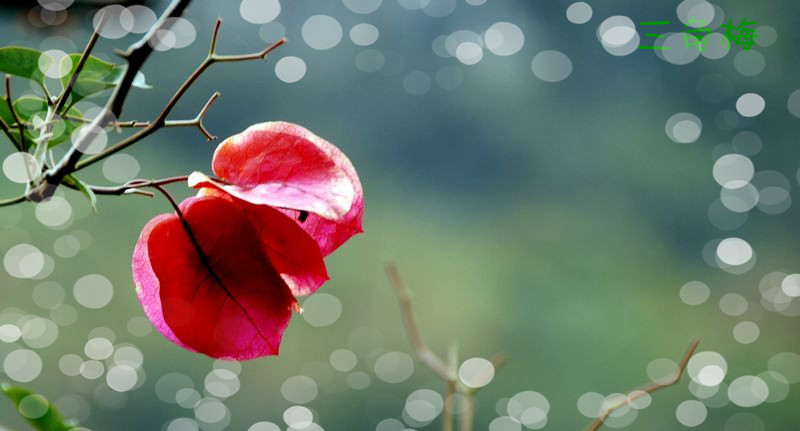 花恋