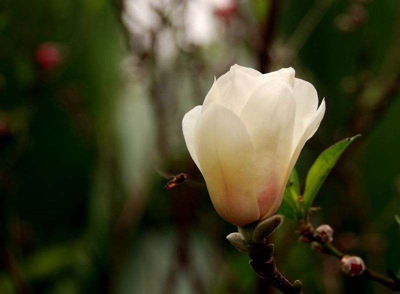 花恋