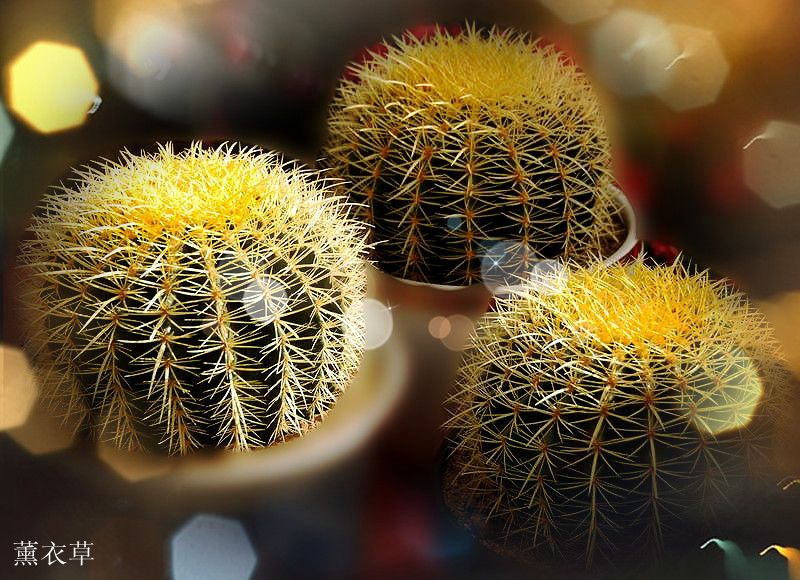 花恋
