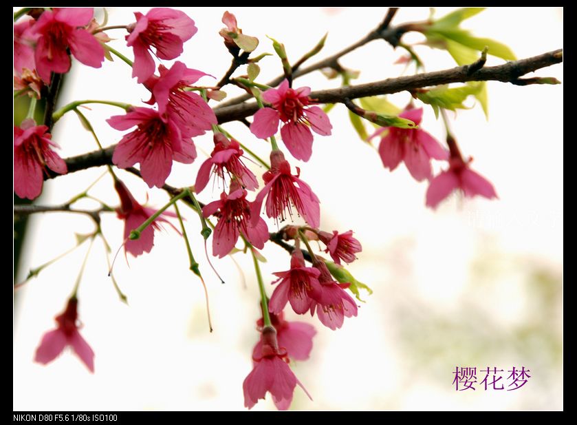 花恋