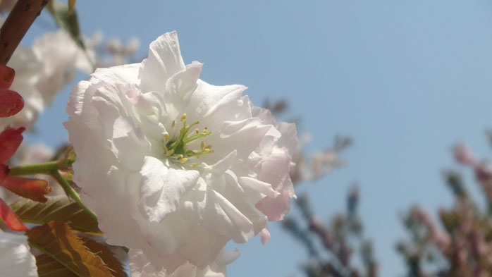 淡粉桃花