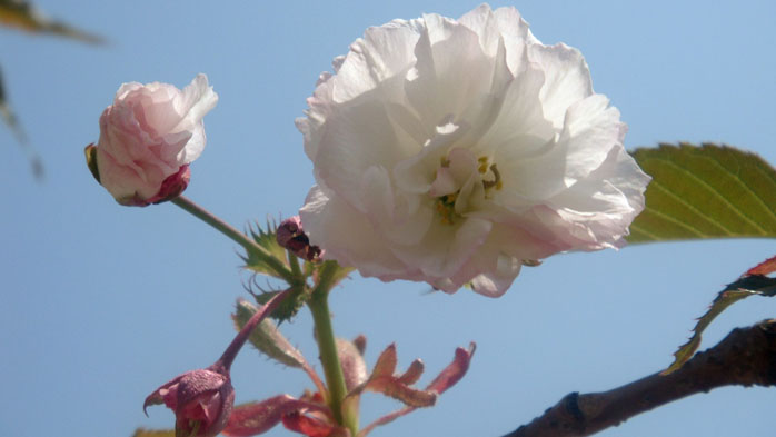 淡粉桃花