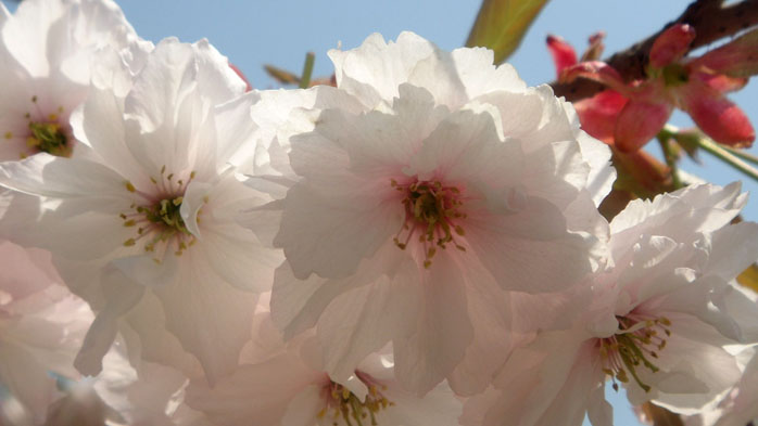 淡粉桃花
