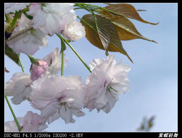 淡粉桃花