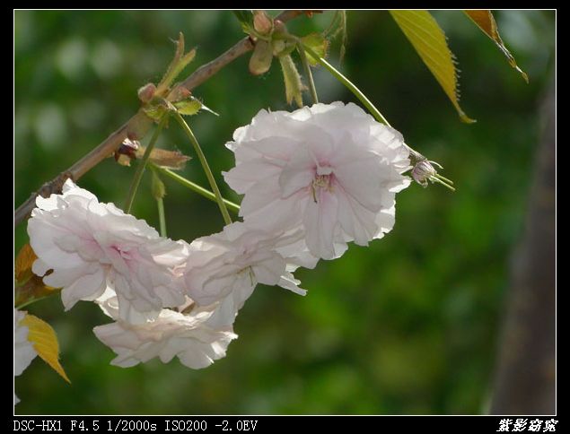 淡粉桃花