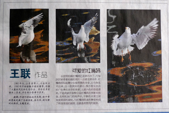 祝贺猴王作品刊登在《人民摄影》报上