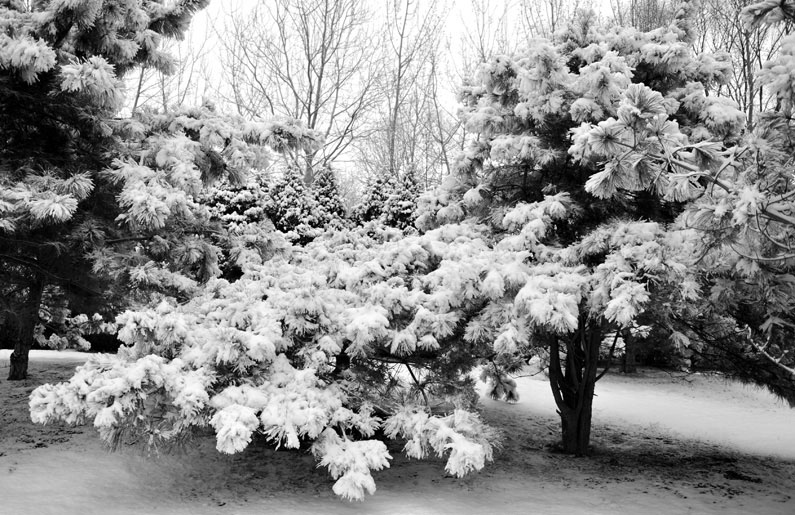春雪落燕野
