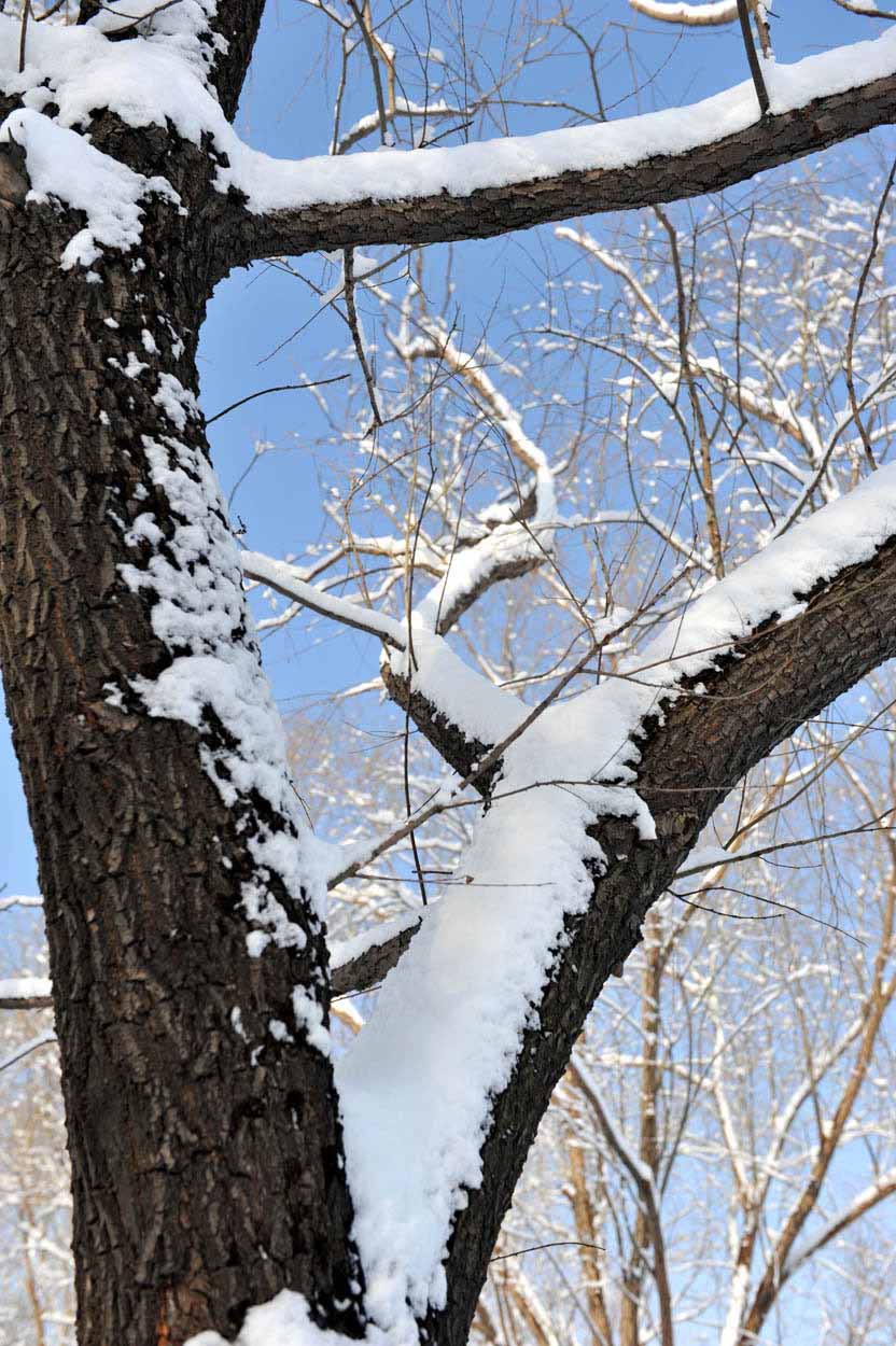 春雪落燕野